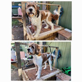 Paws2Clean - Pet Groomers Near Me - Silt, Colorado Paws2Clean - Pet Groomers Near Me - Silt, Colorado