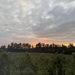 Elk Run Vineyards - Sunset