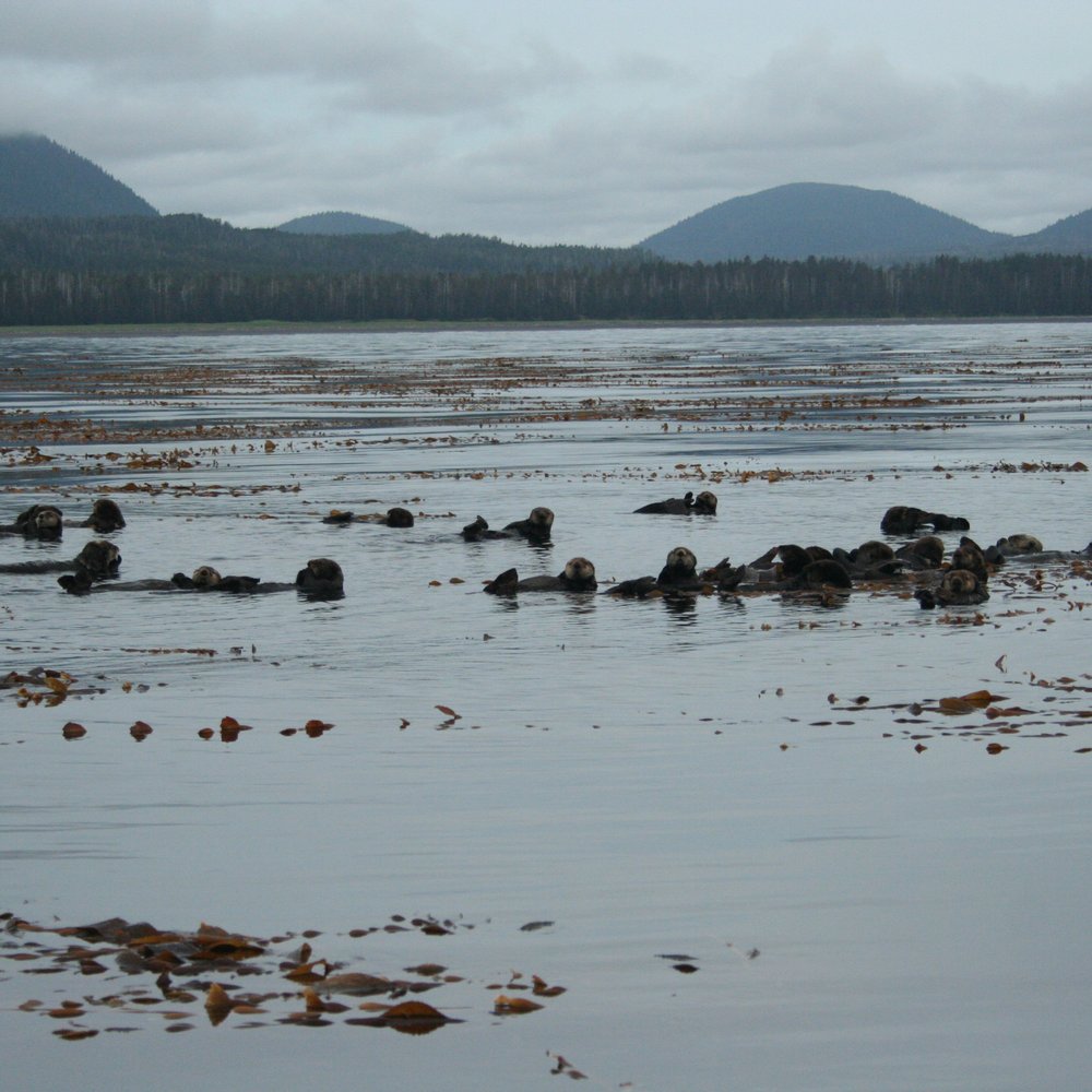 Gallant Adventures - Sea otters munching on kelp. Yum! and CUTE! - Boating Near Me Gallant Adventures - Sea otters munching on kelp. Yum! and CUTE! - Boating Near Me