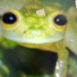 Lowe's Home Improvement - froge