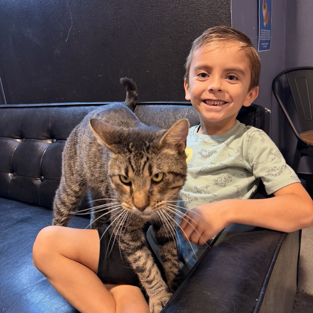 Orlando Cat Cafe - Son and cat - Animal Shelters Near Me - Clermont, Florida