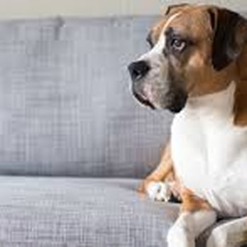 Green Steam - Carpet Cleaning Near Me - Valencia, California Green Steam - Carpet Cleaning Near Me - Valencia, California