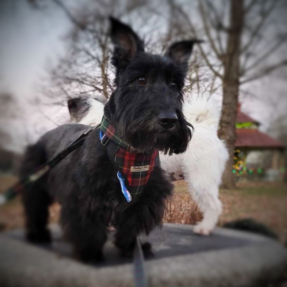 Rose at PetSmart in North Wales gave Argus his best groom ever!