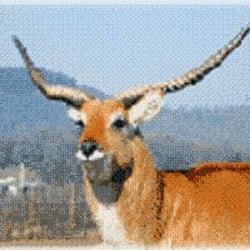 Safari de Peaugres - Provient du site internet