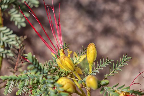 Arlington Garden in Pasadena by null