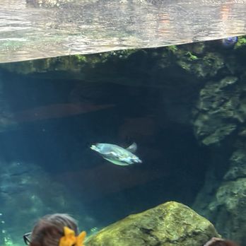 Houston Zoo - Swimming with ease.. if you're a penguin! - Zoos Near Me - Houston, Texas Houston Zoo - Swimming with ease.. if you're a penguin! - Zoos Near Me - Houston, Texas