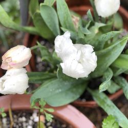San Mateo's Beresford Park Community Garden - Tulips growing in
