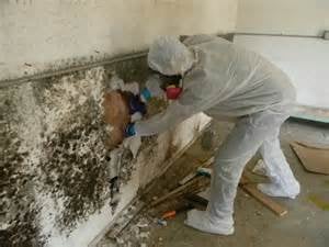 Santa Monica Mold & Environmental - mold inspector in Santa Monica, CA