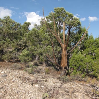 Sawmill Trail - One of the dead trees you come upon periodically. - Hiking Near Me Sawmill Trail - One of the dead trees you come upon periodically. - Hiking Near Me
