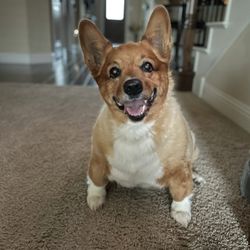 Lake Worth Animal Clinic