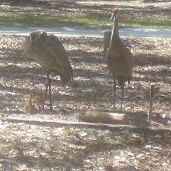Moss Park - cranes & their chicks - Parks Near Me - Orlando, Florida