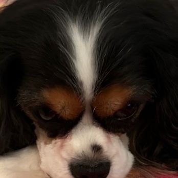 Groomingdale's - Pet Groomers Near Me - Norfolk, Virginia