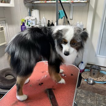 Dawn Whitehead - Pet Groomers Near Me - Fredericksburg, Texas Dawn Whitehead - Pet Groomers Near Me - Fredericksburg, Texas