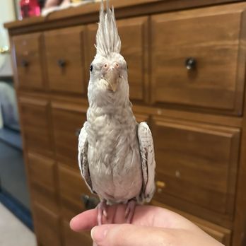 Exotic Wings & Pet Things - Zara is so intrigued - Pet Stores Near Me - St Clements, Ontario