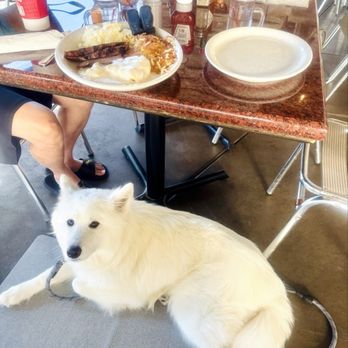 Richies Real American Diner - Coco is sitting quietly under the table while we enjoy the Tri-tips! IG@buddybeautycoco - Diners Near Me - Temecula, California Richies Real American Diner - Coco is sitting quietly under the table while we enjoy the Tri-tips! IG@buddybeautycoco - Diners Near Me - Temecula, California