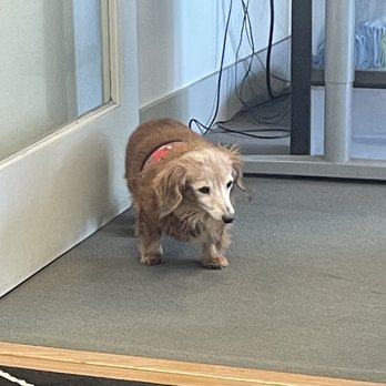 Secure Live Scan - Awesome guard dog - Fingerprinting Near Me - Aliso Viejo, California Secure Live Scan - Awesome guard dog - Fingerprinting Near Me - Aliso Viejo, California