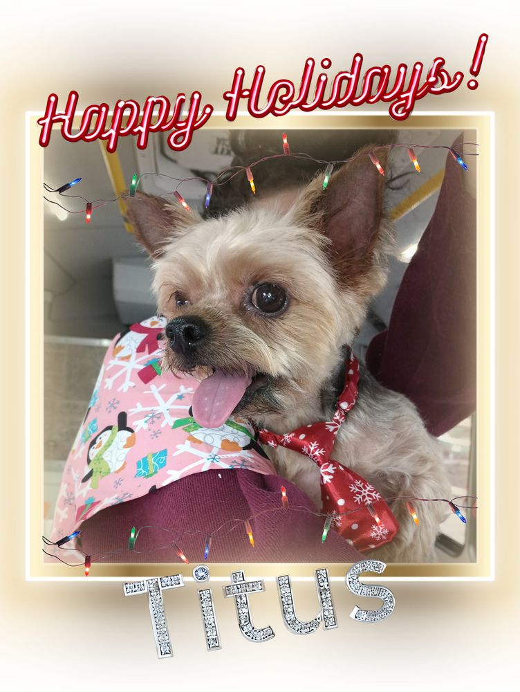 ONE BARK PLACE MOBILE GROOMING Cincinnati, Ohio Pet Groomers