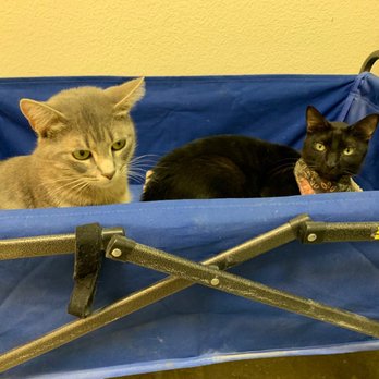 The Cozy Catfe - Eleven and Duke - Pet Adoption Near Me - Arlington, Texas The Cozy Catfe - Eleven and Duke - Pet Adoption Near Me - Arlington, Texas