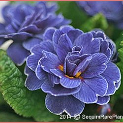 Sequim Rare Plants - Primula 'Blue Sapphire'