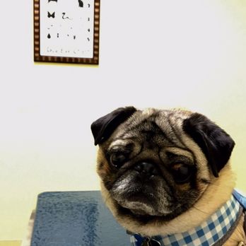 Veterinary Eye Center 2025