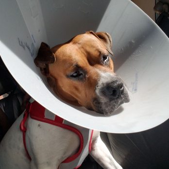 PAWS Chicago Lurie Clinic - Just picked up my baby Rockie from his surgery/neautered. Baby looks good, a bit scared and drowsey from meds, - Veterinarians Near Me - Chicago, Illinois PAWS Chicago Lurie Clinic - Just picked up my baby Rockie from his surgery/neautered. Baby looks good, a bit scared and drowsey from meds, - Veterinarians Near Me - Chicago, Illinois