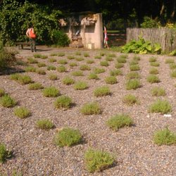 Botanischer Garten - Nutzpflanzen: Echter Lavendel