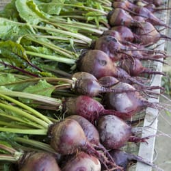Seven Springs CSA