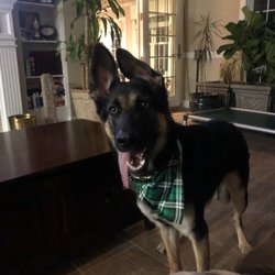Bella Pooch