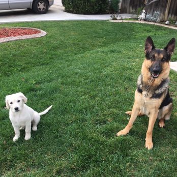 A Heart For Paws - Our pack - Pet Training Near Me