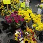 Photo of Pacific Grove Farmer's Market