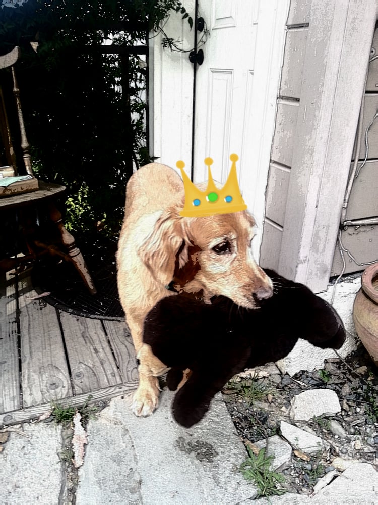 Moksha Lea Donohue, LMFT - grief counselor in Sebastopol, CA