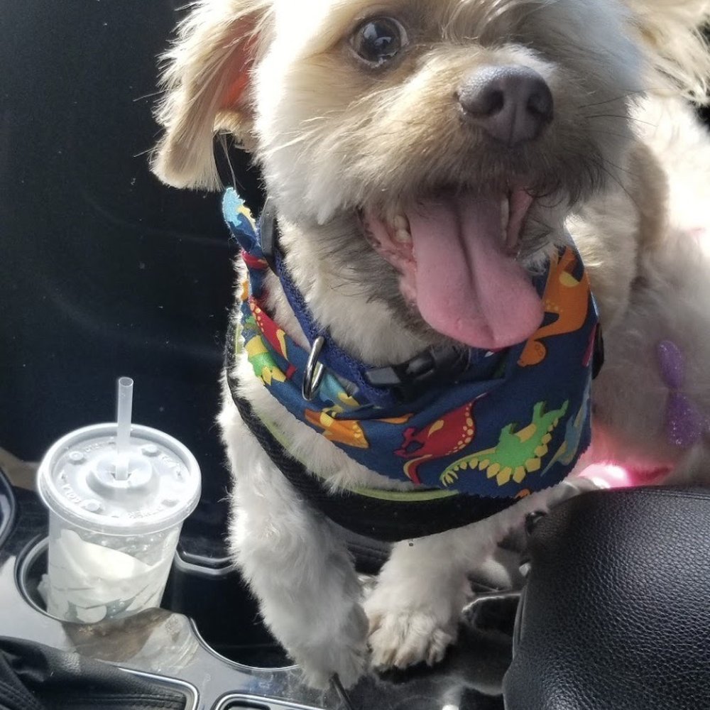 My happy one eyed rescue after his hair cut from the best groomer Danielle!!