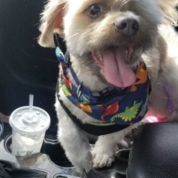 My happy one eyed rescue after his hair cut from the best groomer Danielle!!