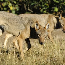 Wolf Haven International - Critically endangered red wolves like these siblings live at Wolf Haven as part of a captive-breeding program to ensure their survival.