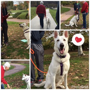 The DogMaster - She's a happy pup! Abbey - 2 yr old white German shepherd. - Pet Training Near Me - Walnut, California The DogMaster - She's a happy pup! Abbey - 2 yr old white German shepherd. - Pet Training Near Me - Walnut, California