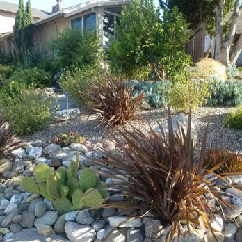 Becky's Creative Landscape & Design - Mickey mouse cactus works well with flax in rock garden. - Landscaping Near Me