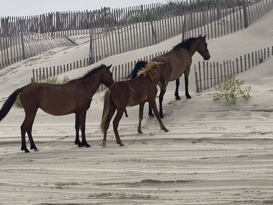 Corolla Wild Horse Tours by null