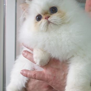 Elite Kitten - Pet Breeders Near Me