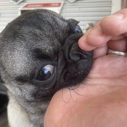 Paco the shop pug