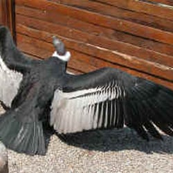 La Volerie des Aigles