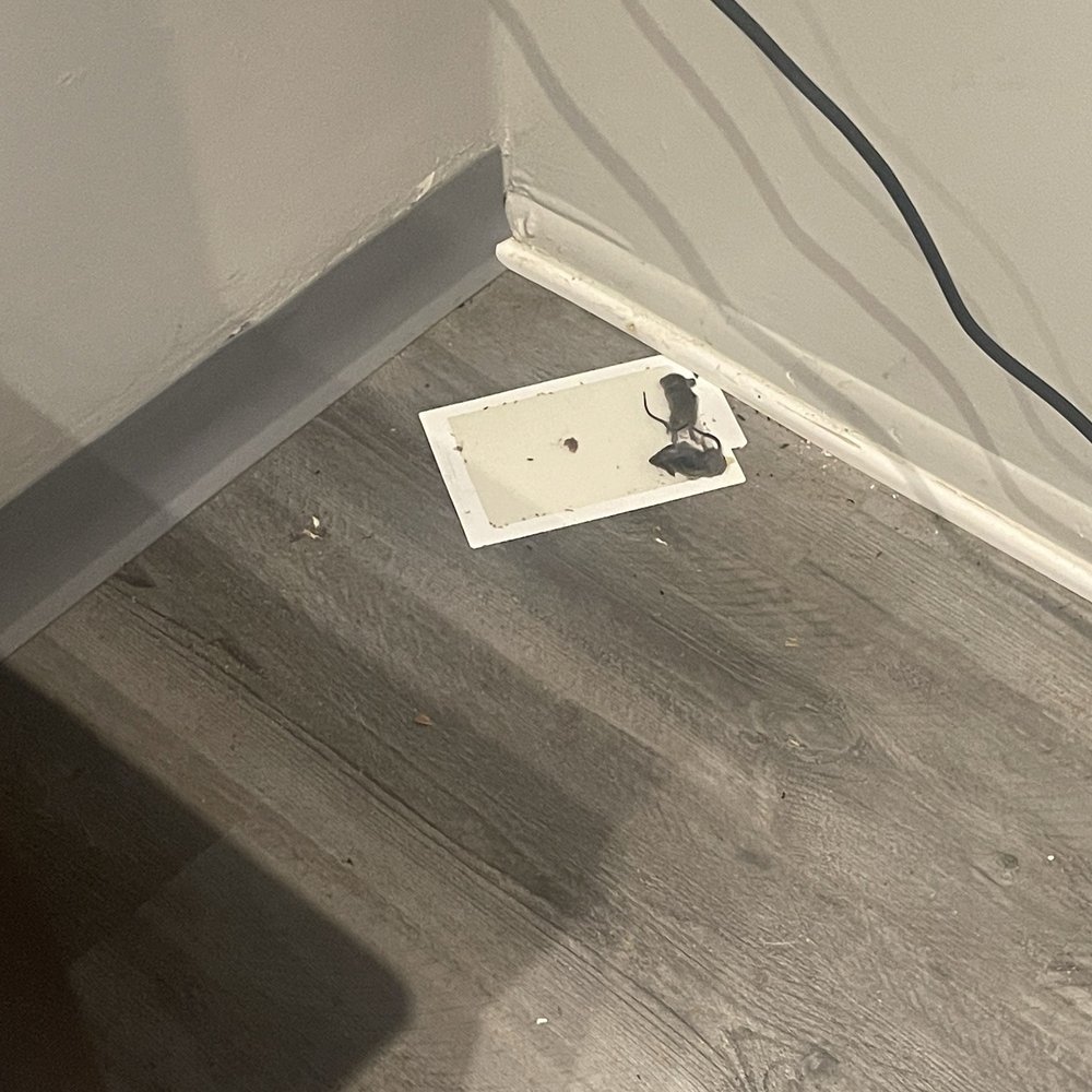 Edenbridge-In-Tinley - Mice! Don't do it! - Apartments Near Me - Tinley Park, Illinois