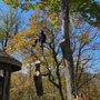 Photo of Affordable Tree Service