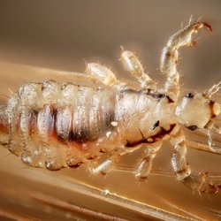 Pamela's Lice Removal