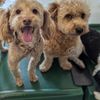 Camp Bow Wow gift card