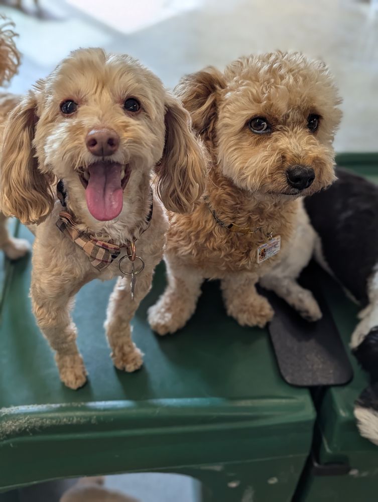 Camp Bow Wow gift card