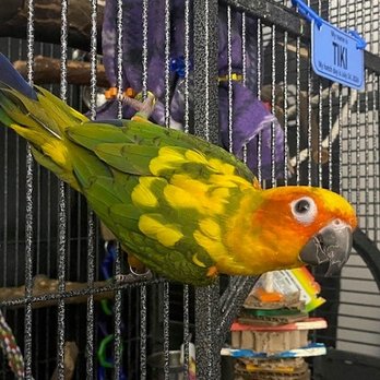 Milts One Stop Parrot Shop - Tiki - Bird Shops Near Me - Painesville, Ohio