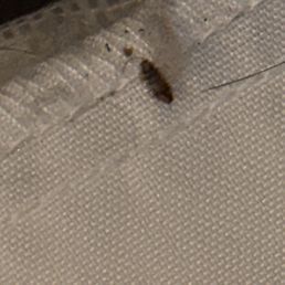 Bedbugs Bedbugs