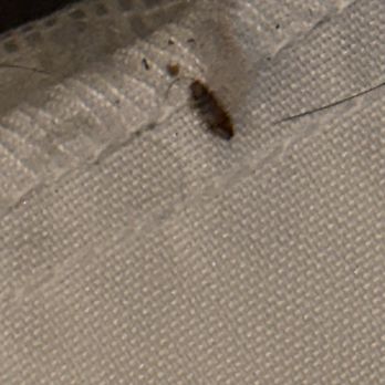 Hampton Inn & Suites Detroit-Canton - Bedbugs - Hotels Near Me - Canton, Michigan Hampton Inn & Suites Detroit-Canton - Bedbugs - Hotels Near Me - Canton, Michigan