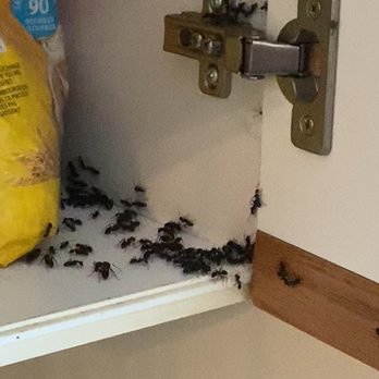 Wipe Out Pest Control - Carpenter ant infestation in a kitchen cupboard and all throughout home - Pest Control Near Me - Campbell River, British Columbia