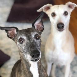 Bull City Pet Sitting - haz treat x 2?